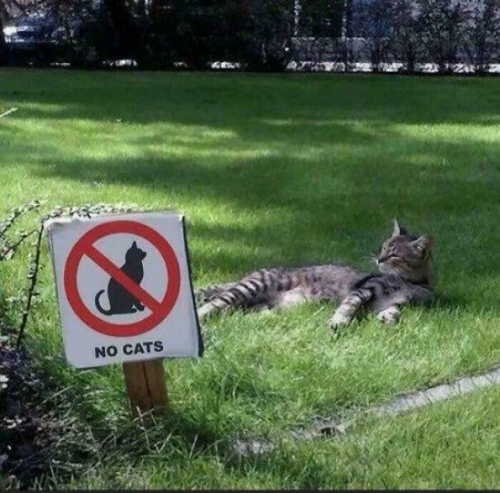 A tabby cat relaxing on a lawn next to a No Cats sign, representing hilarious cat crimes