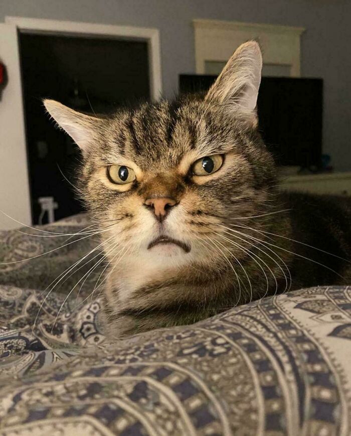 An angry tabby cat lying on a bed with a grumpy expression, looking guilty of hilarious cat crimes.