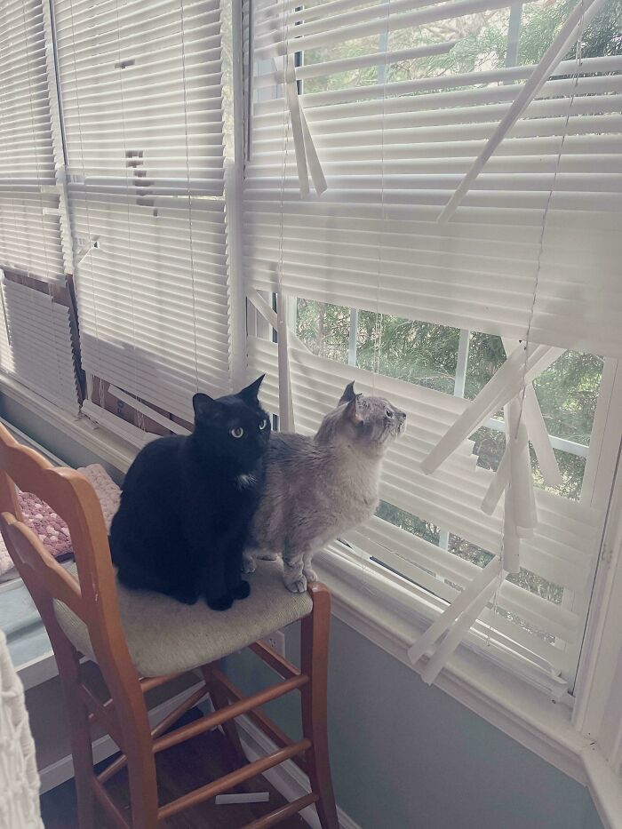 Two cats standing on a chair looking out a window through broken blinds, caught in hilarious cat crimes.