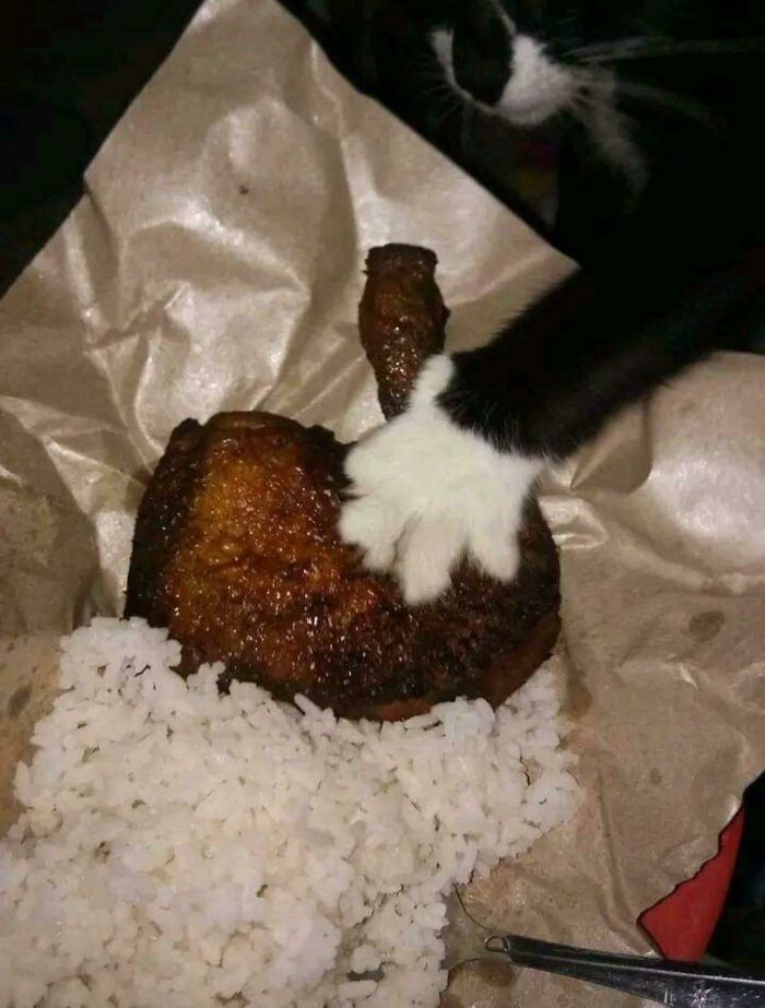 A black and white cat placing its paw on fried chicken, committing hilarious cat crimes by stealing food.