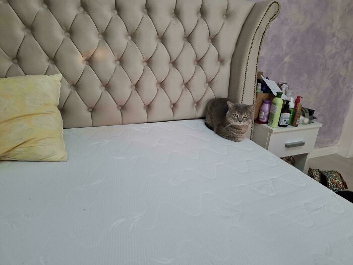 A gray cat sitting on a large white mattress next to a tufted headboard looking guilty of cat crimes.