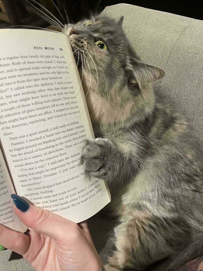 A fluffy gray cat holding a book open with its paws in a hilarious cat crimes moment.