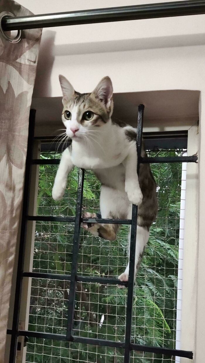 A tabby and white cat hanging playfully on a metal window grate committing mischievous cat crimes.