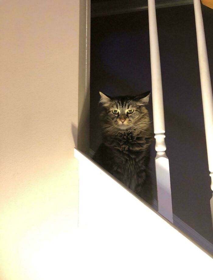 A fluffy cat staring intently from the stairs, illustrating hilarious cat crimes.