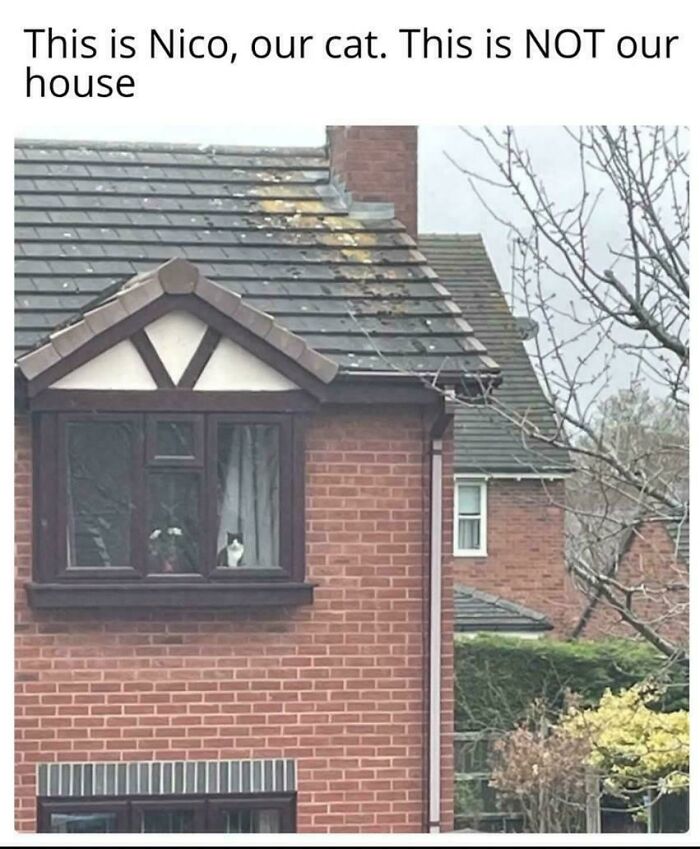 A cat looking out of a neighbor window, capturing mischievous cat crimes.