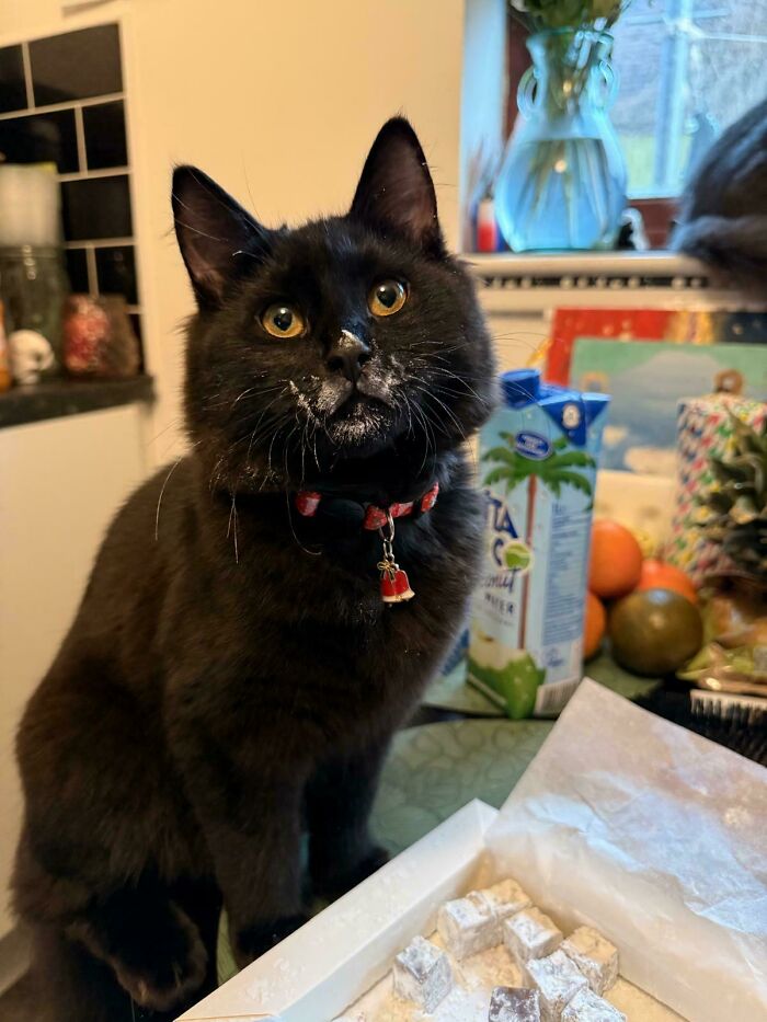 A black cat with powdered sugar on its face, showcasing hilarious cat crimes.