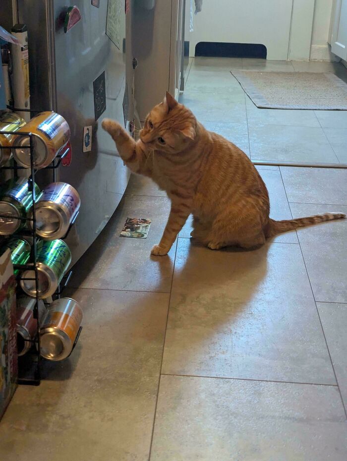 An ginger cat reaching for canned drinks, caught committing hilarious cat crimes.