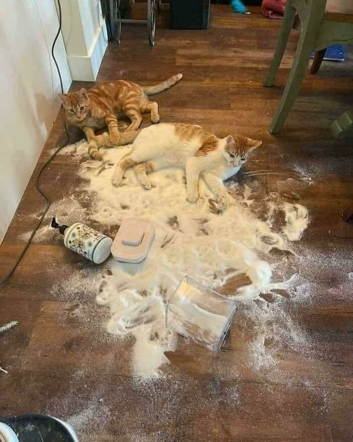 Two cats lying in spilled white powder on the floor, evidence of hilarious cat crimes.