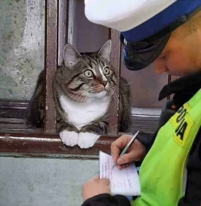 Police officer writing a ticket to a surprised tabby cat caught in cat crimes.