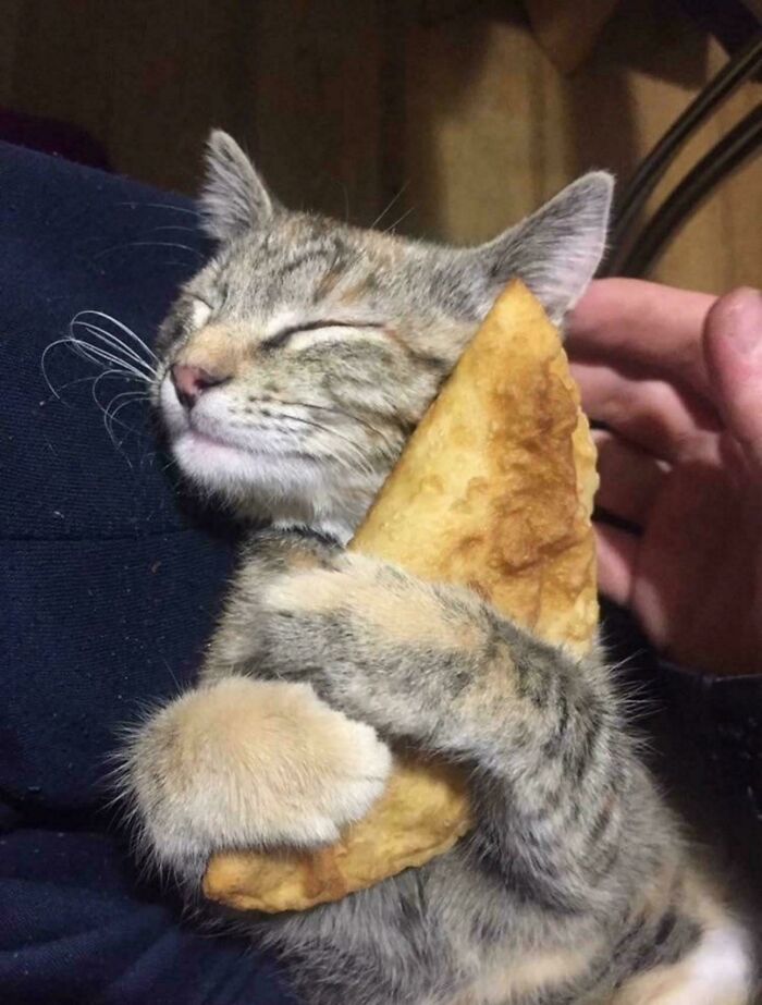 A happy tabby cat hugging a fried pastry in its sleep, one of many hilarious cat crimes.