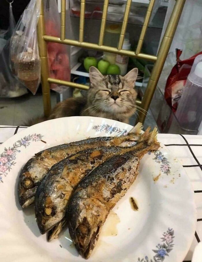 A contented cat sitting behind a plate of fried fish, caught in hilarious cat crimes.