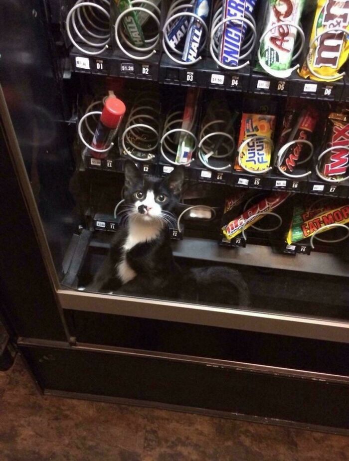 A black and white cat trapped inside a snack vending machine, committing hilarious cat crimes.