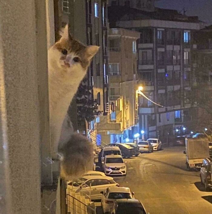A sneaky cat peeking around a wall outside, committing hilarious cat crimes.