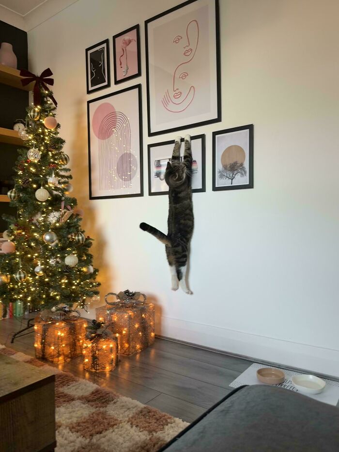 Hilarious cat crimes captured with a cat hanging from a picture frame near a Christmas tree.