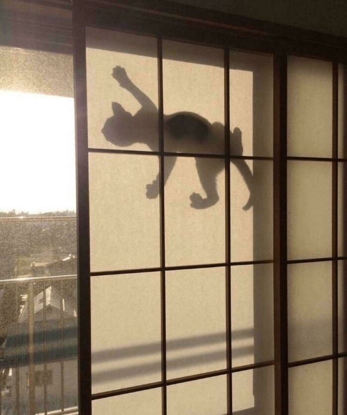 Hilarious cat crimes seen as a silhouette of a cat climbing a sliding door screen.