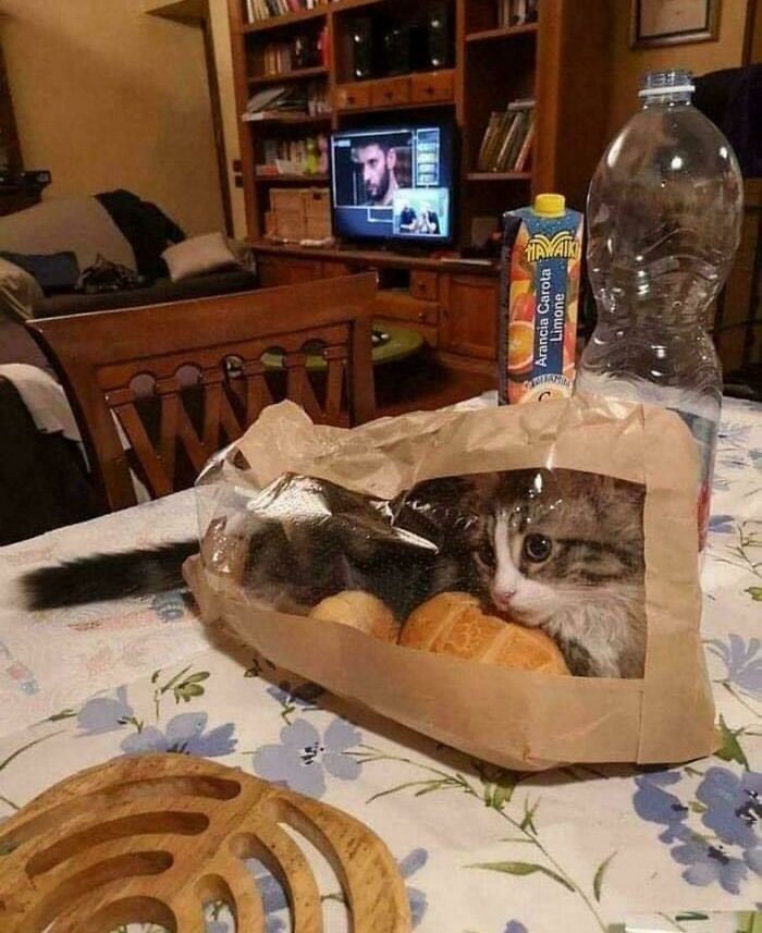 Hilarious cat crimes featuring a curious kitten sitting inside a paper bread bag.