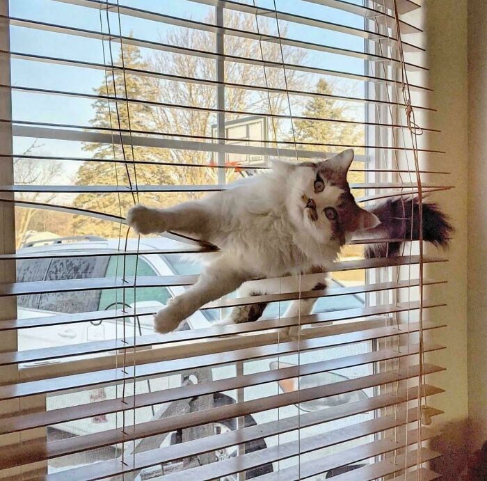 Hilarious cat crimes show a fluffy cat tangled up inside window blinds.