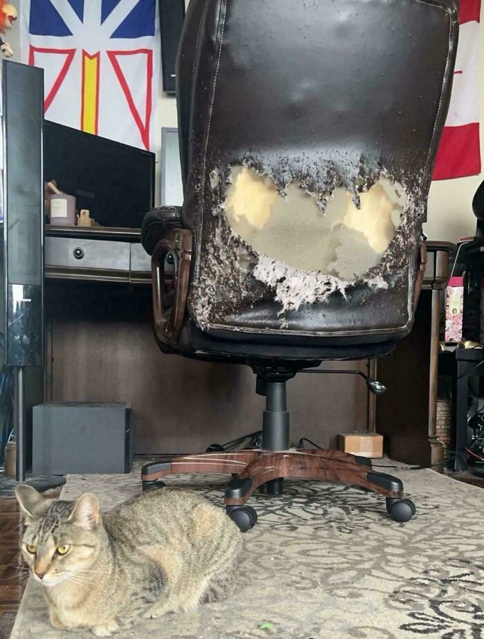 A tabby cat sitting calmly next to a shredded office chair showing hilarious cat crimes.