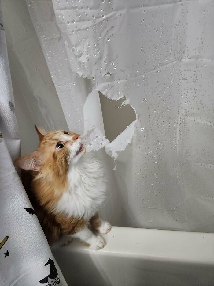 A fluffy orange and white cat biting a hole in a shower curtain during hilarious cat crimes.