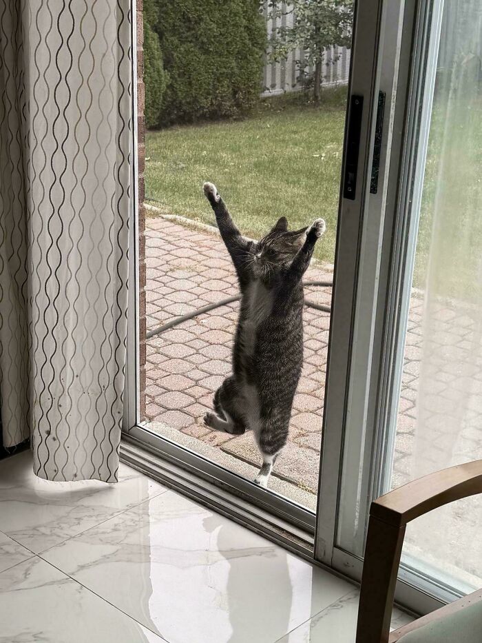 A striped cat stretching up against a glass door committing hilarious cat crimes.