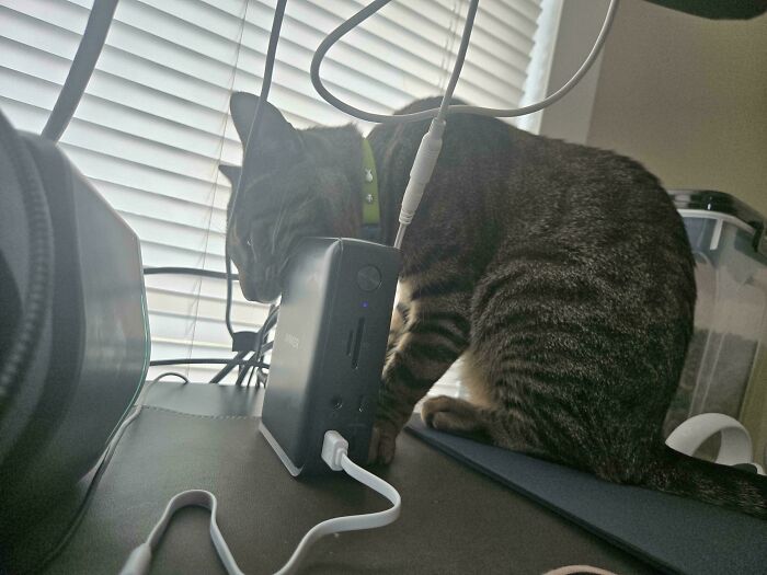 A tabby cat leaning its head on an electronic device on a desk showing hilarious cat crimes.