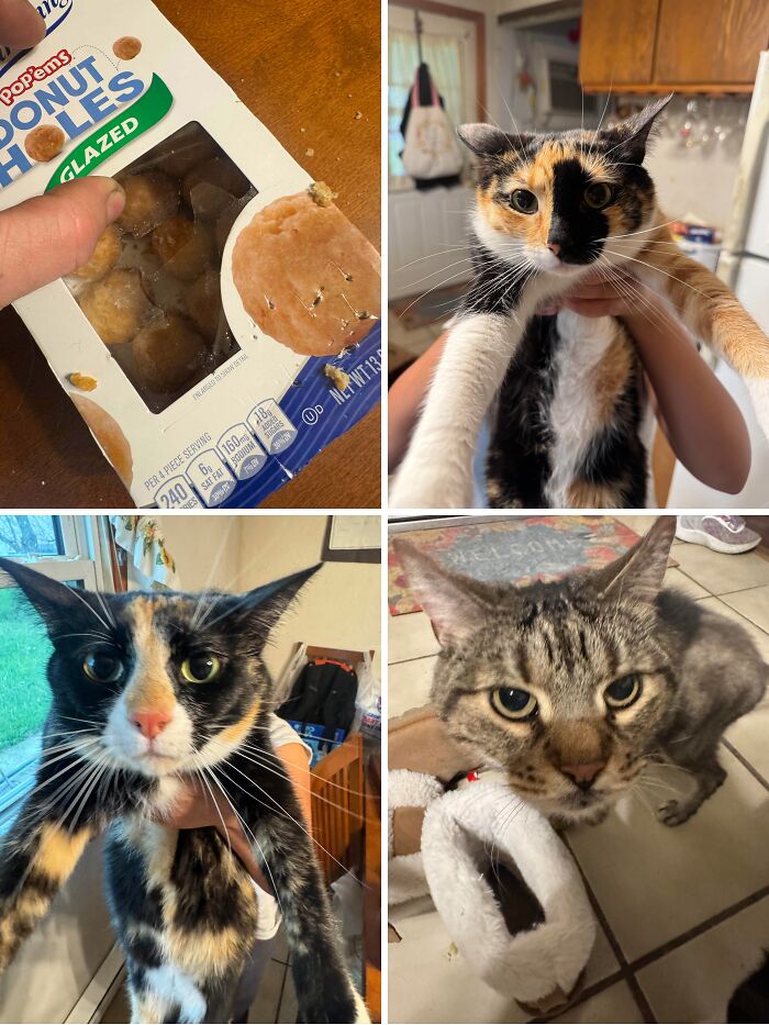 Four grid photos of mischievous cats committing cat crimes like biting donut packaging and making faces.