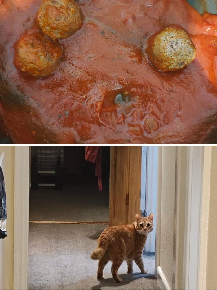 An orange tabby cat leaving a paw print in tomato sauce as part of funny cat crimes.