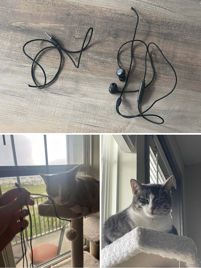 A cat sitting on a tree after chewing through headphone wires, committing funny cat crimes.