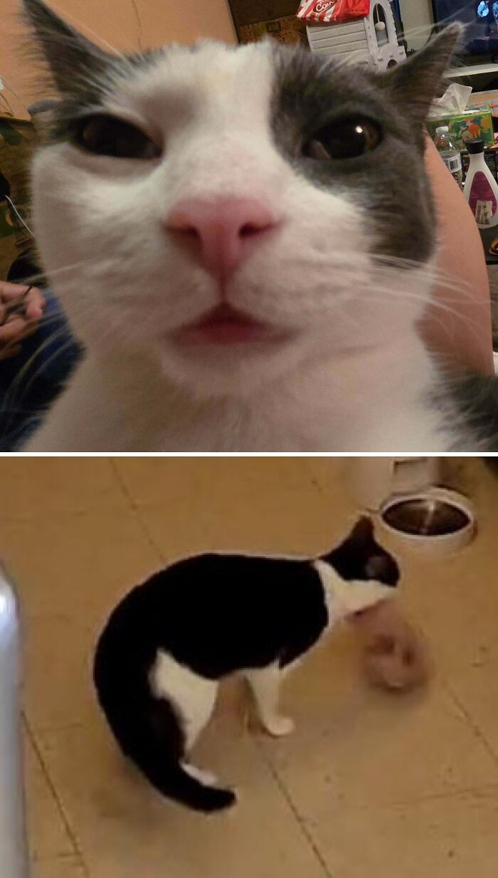 A close-up of a mischievous cat committing funny cat crimes in the house.