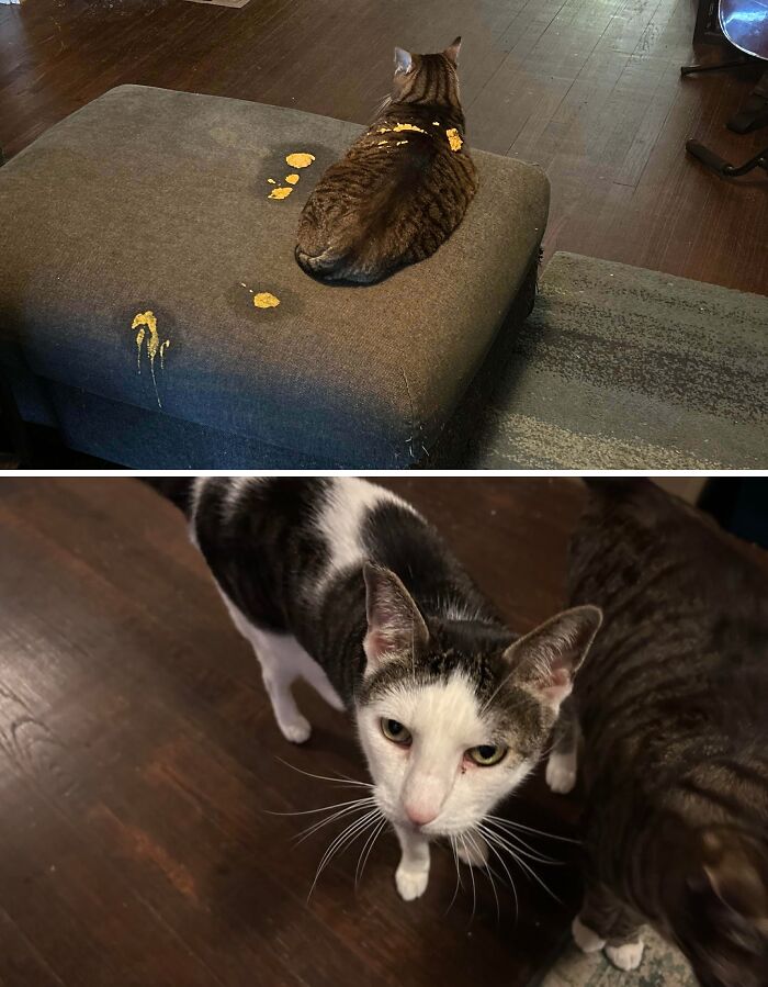 Hilarious cat crimes featuring a cat sitting near spilled food on a stool.