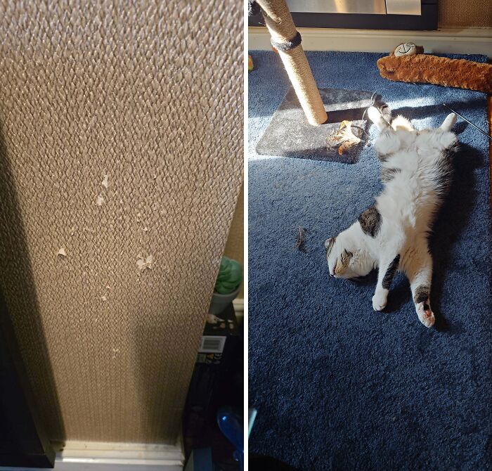 A cat lying on the floor after scratching a wall in these hilarious cat crimes.