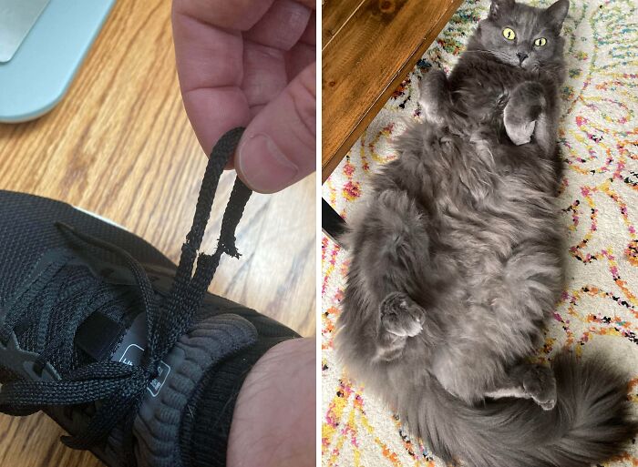 Hilarious cat crimes showing a fluffy grey cat lying guilty on the floor next to a chewed shoelace.