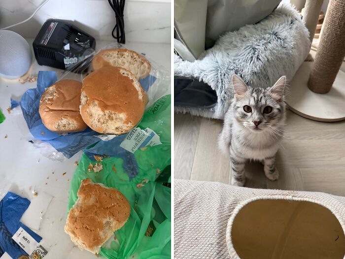 Grey cat sitting on the floor next to chewed bread rolls in a funny example of hilarious cat crimes.