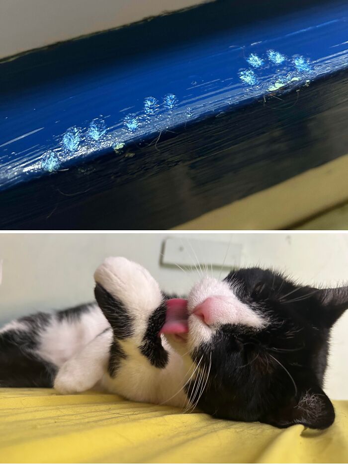 Black and white cat licking its paw after leaving paw prints in wet paint during hilarious cat crimes.
