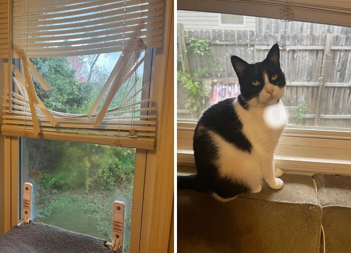 Split view showing broken window blinds next to a proud tuxedo cat involved in hilarious cat crimes.