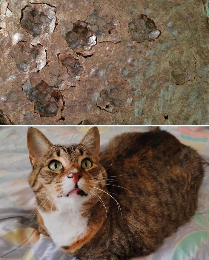 Side-by-side view of baked bread with paw prints and a guilty cat responsible for hilarious cat crimes.
