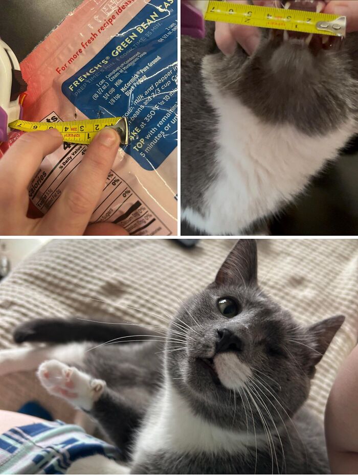 A collage showing measuring tape, a cat mouth, and a grey cat, illustrating hilarious cat crimes