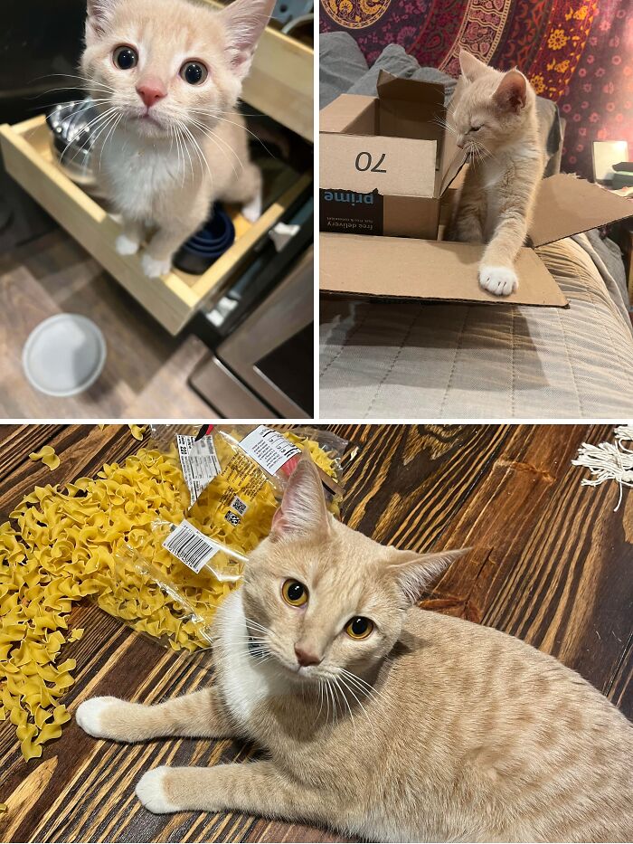A orange cat lying next to a spilled bag of pasta, committing hilarious cat crimes on the floor.