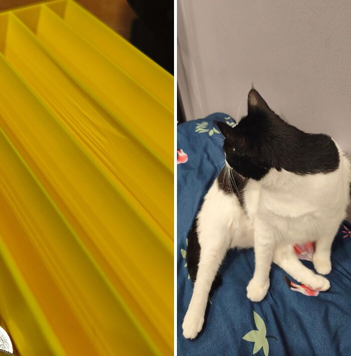 A black and white cat sitting next to a melted plastic tray, caught after committing hilarious cat crimes.
