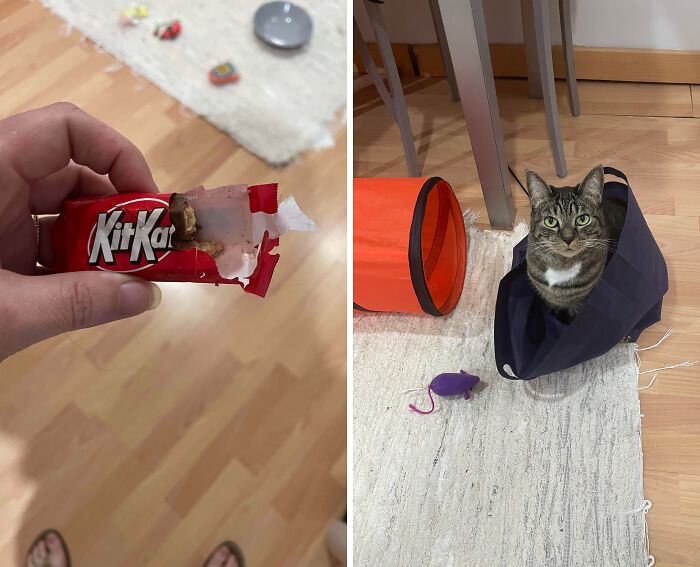 A two-panel image showing a bitten candy bar next to a tabby cat sitting inside a bag after cat crimes.
