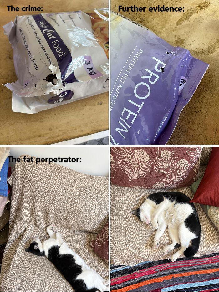 Collage showing a torn pet food bag and a black and white cat sleeping on a sofa after committing cat crimes.