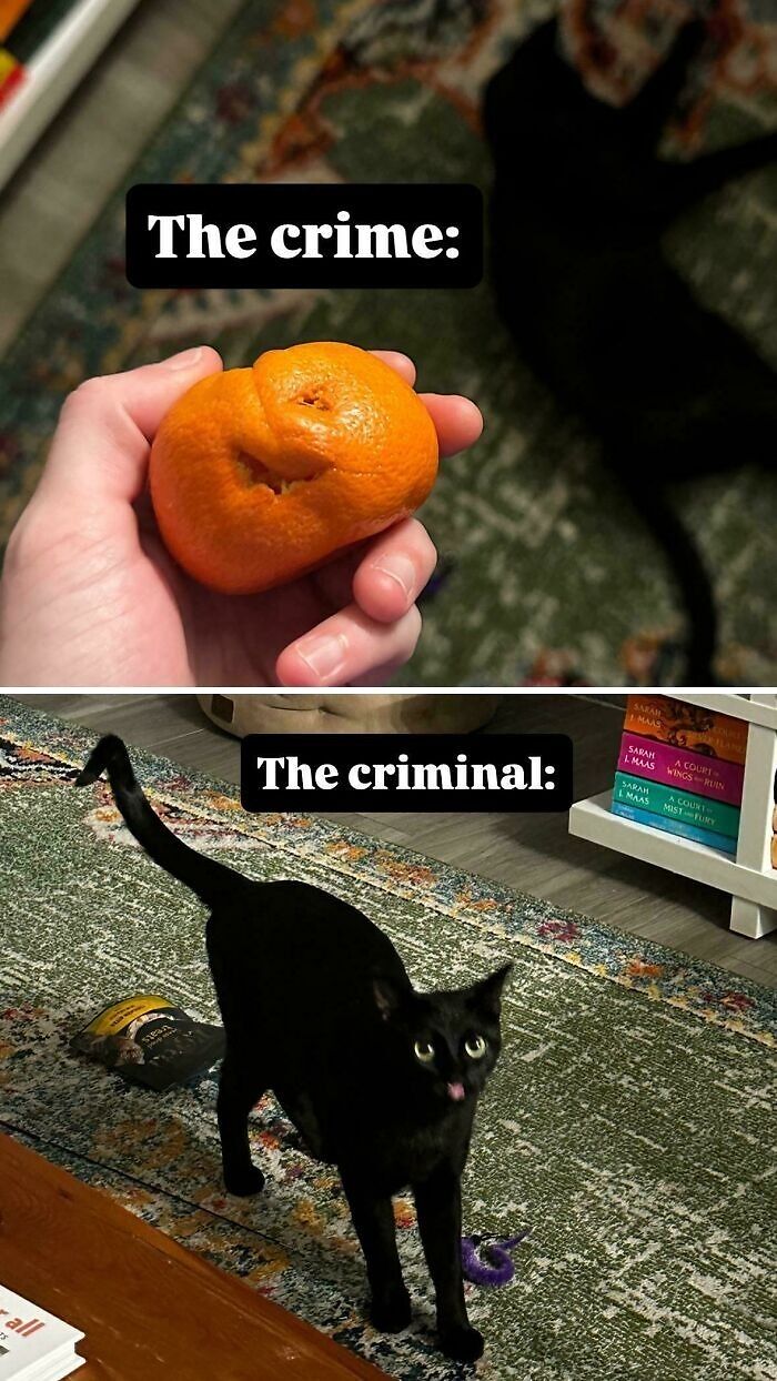 Split photo showing a bitten orange and a black cat guilty of hilarious cat crimes.