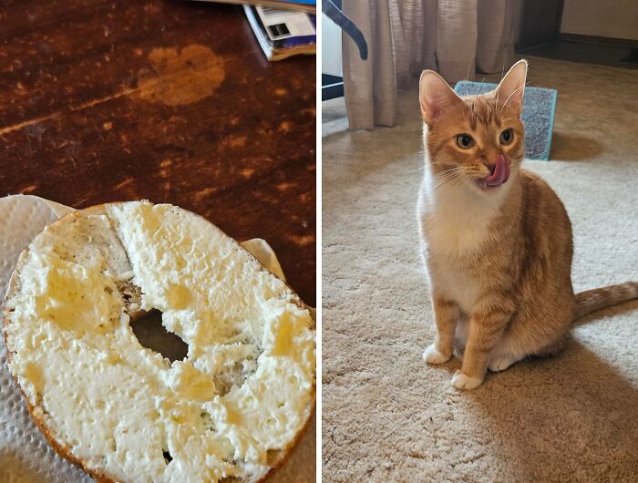 An orange cat licking its nose after eating cream cheese off a bagel, showing cat crimes.