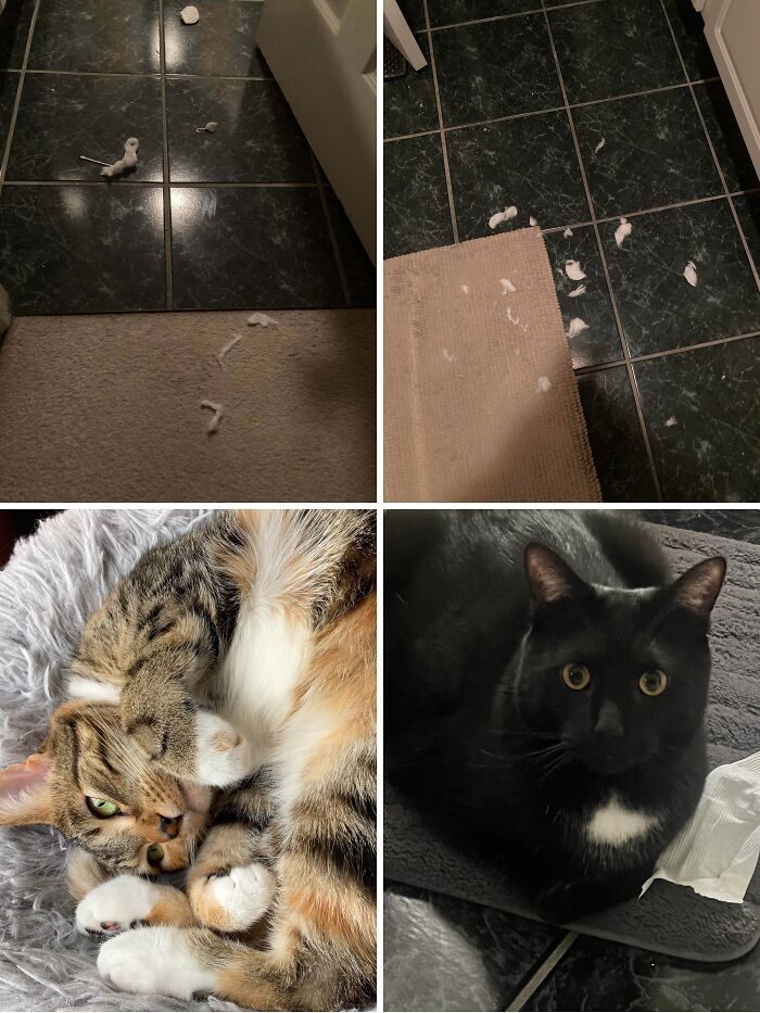 Collage of cats next to shredded cotton pads showing funny cat crimes.