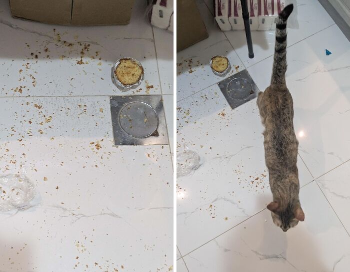Tabby cat walking away from scattered food crumbs, illustrating cat crimes.