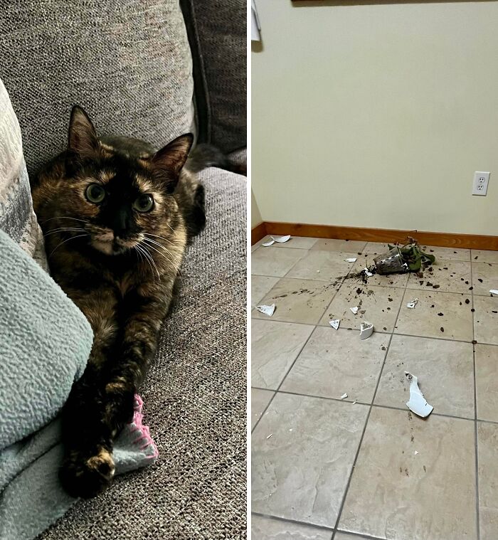 Split view of a guilty tortie cat and a smashed ceramic pot from cat crimes.