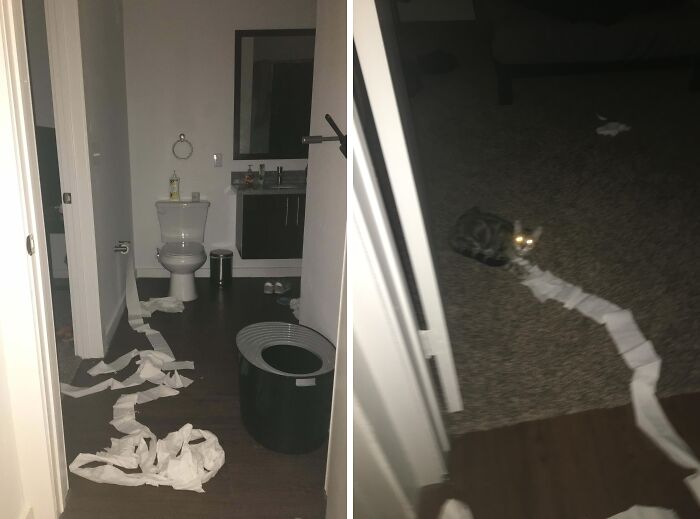 A naughty cat unrolling toilet paper all over the floor, demonstrating hilarious cat crimes.