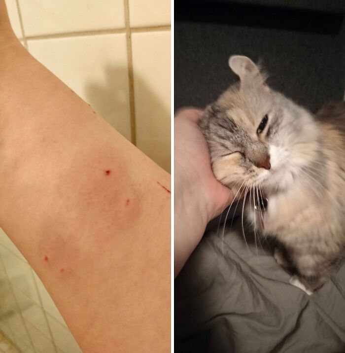 Hilarious cat crimes with a side-by-side image of bite marks on an arm and a sweet cat.