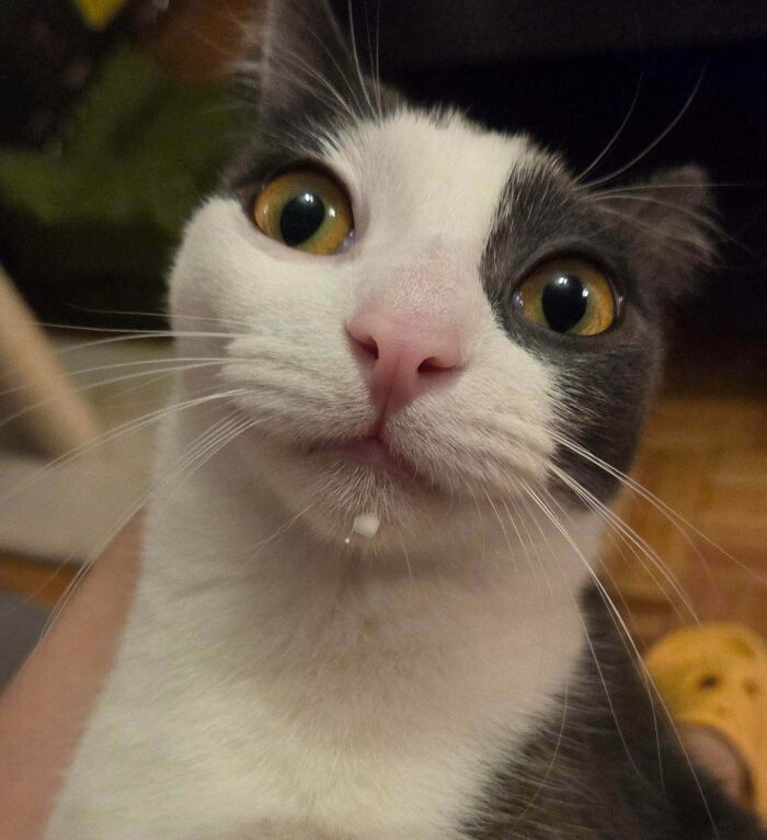 Close up of a black and white cat with a milk droplet on its chin caught committing cat crimes.