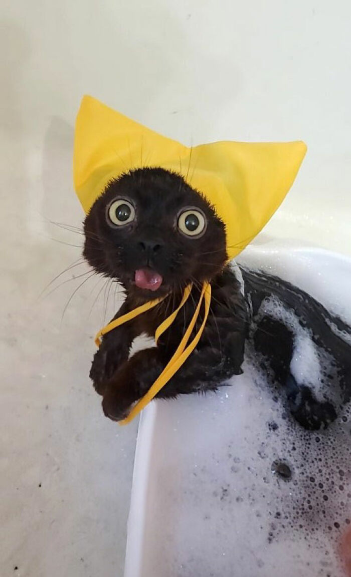 A tiny rescue cat wearing a yellow shower cap with sticking-out tongue during bath time.